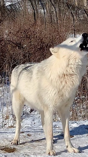 1.2K reactions · 129 shares | Snowy Sunday songs ❄️ - #wolf #wolves #redwolfsanctuary #redwolfsanctuaryrrc #graywolf #redwolf #endangered #relistwolves #snow #snowday #winter #howl #wolfhowlharmony #wolfhowling #wolfhowl | Red Wolf Sanctuary | Facebook