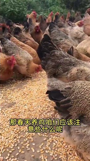 Master Chicken Farming Skills | Tips Every Poultry Farmer Should Know#ChickenFarming #PoultryFarmers