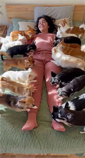 Chihuahua Army Meets Girl 😂 Cutest Dog Video Eve #chihuahua #minibarkstudio #dogshorts #cute #viral