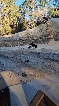 Dogs playing in the sawdust pile around the sawmill.