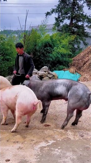 Secrets of pig training a step by step guide 9