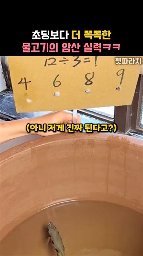 초딩보다 더 똑똑한 물고기의 암산 실력ㅋㅋ #동물 #물고기