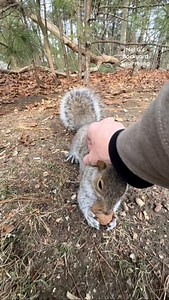 Fuzzy Wuzzy, a chickadee and Squeaky 🐦🐿️ #squirrelwhisperer #amazing #squirrel #FuzzyWuzzy #bird #blackcappedchickadee #redsquirrel #Squeaky #squirrelfriends #backyardwildlife #connectwithnature #melgsbackyard #melgsbackyardsquirreling | Melanie Getchell