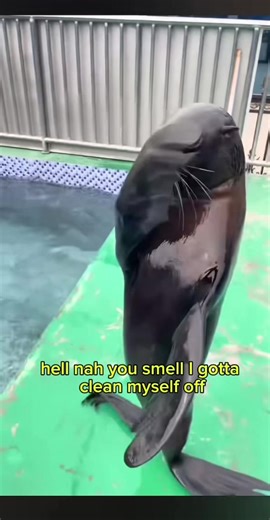 If seals could talk 😂😂 #seal #sealion #sealioncore #funny #fyp