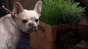 11K views · 319 reactions | The Pet Talk hosts discuss why dogs eat grass and what dog owners can do to keep them safe. #PetTalk | National Geographic Animals | Facebook