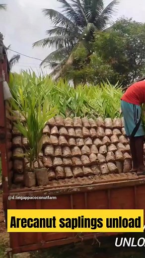11 reactions | Arecanut Saplings for Sale!  Looking to kickstart...