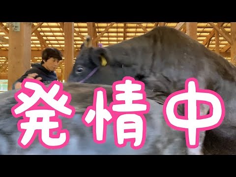 Learn about cow estrus seasons!