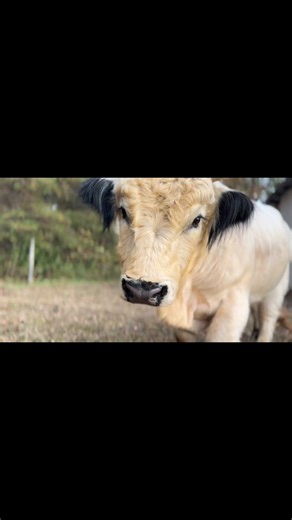 A few of T’s ladies! I can’t wait to see babies from this group! #tomahawk #scottishfold #highpark #blessed #NorthCarolina #farm #highlandcow | Ridge Runner Farm