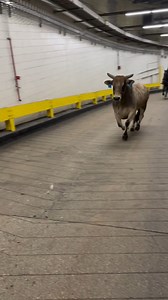 17M views · 199K reactions | Already counting down the days until we're unloading bulls into The Garden again. | PBR | Facebook