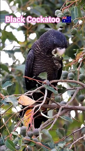 Why Black Cockatoos are so Rare? #rarebirds #cockatoo #birdsofaustralia