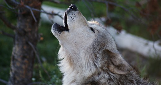 Discover The Best Place To Hear Wolves Howling At Yellowstone