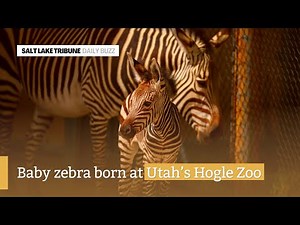 Baby zebra born at Utah’s Hogle Zoo - Daily Buzz