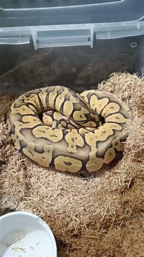 Just Digesting 🐍🔥 Superfly Orange Dream Chocolate Looking Full!
