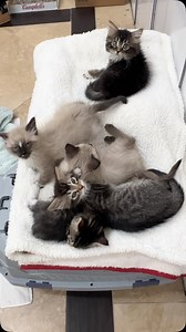 3.4K views · 8.2K reactions | The 5 littles are showing no signs of...