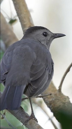 Gray catbird calls “meow”!