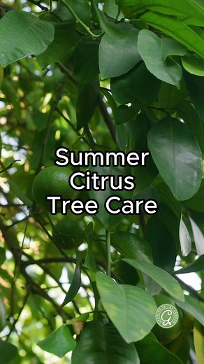 Citrus trees may struggle during hot summers. Citrus trees are not low-water-use plants. Deep but infrequent watering is the best way to encourage deep roots and healthy trees. Regular watering during the summer months is crucial for good fruit formation. If you want more information about growing citrus, comment GUIDE and I'll send you links to my citrus growing resources. #growyourownfood #organicgarden #desertgarden #arizonagarden #arizonacitrus #citrustrees | Growing in the Garden