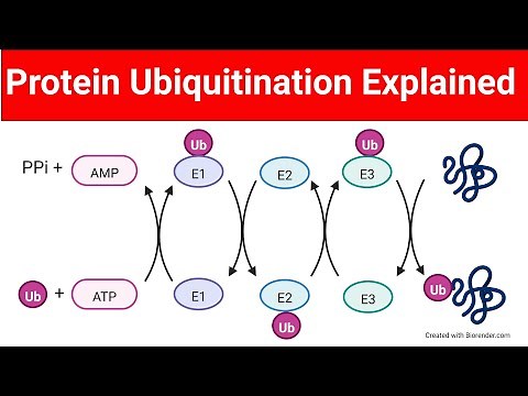 Ubiquitination of Proteins | Protein Ubiquitination| @Biologylectures