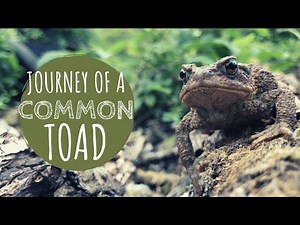 Toads on the Hunt in 4K
