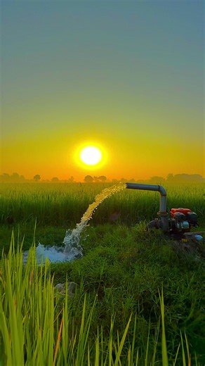 #میرا_سہنا_پنڈ_بلندی_اوتاڑ_ضلع_قصور🌾🍃❤️🌅🌴🍂 #danishmayo #danishmayo1