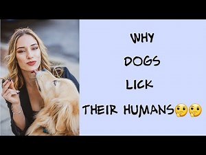 licking: why dogs lick their humans