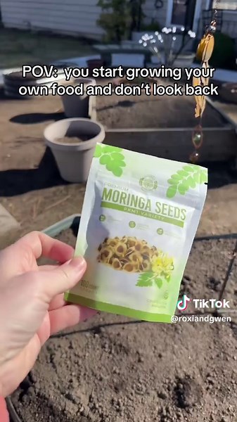 @MoringawithBarry Moringa Seeds - Non-GMO, High Germination, Organic, Fast-Growing Superfood Tree - 100ct (Approx) - Ideal for Home Cultivation & Edible Uses