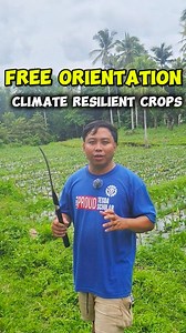 🌱 YOU ARE INVITED! 🌱 📢 Join us for the Orientation of the TOP 555 Program as we introduce Climate Resilient Crops – the future of sustainable farming! 💚 📅 When: September 13, 2025 (Saturday) 🕑 Time: 2:00 PM 📍 Where: El Miro de Shei Integrated Farm – Covered Court 🏡 Address: Purok 4, Brgy. Salugan, Camalig, Albay ✨ Don’t miss this opportunity to learn practical and modern farming solutions that can help secure food and livelihood even in times of climate challenges. 👨‍🌾 Open to farmers,