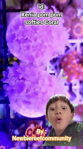 coral pemula, softies Xenia Pom2, reef tank pemula, coral beginner marine tank