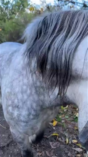 Calling Milan is all it takes 🐴✨#shorts #milan #horses #bond #animals #farm #life