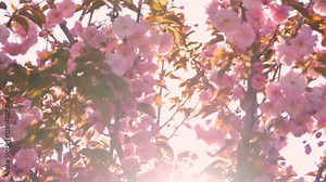 Cherry Blossom Flower Spring Nature, Sunlight Sakura Blooming Petals Pink Tree Garden Branch Beauty 4K
