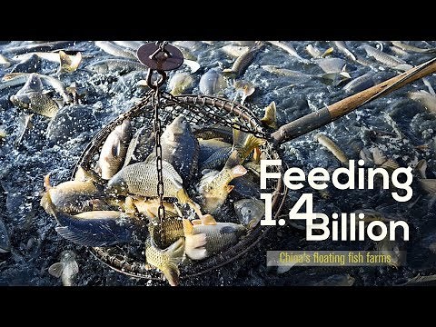 Feeding 1.4 billion China's floating fish farms