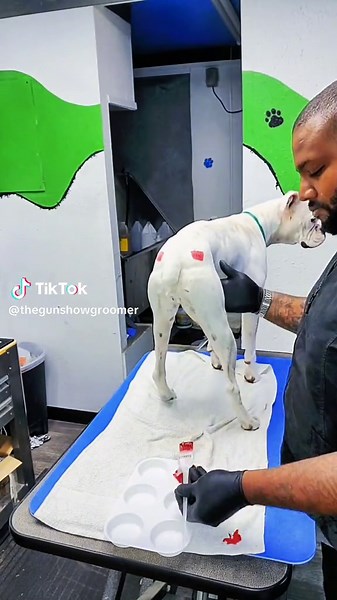 Creative Dog Grooming Competition Highlights