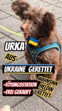 Tötungsstation entkommen und aus Kriegsgebiet gerettet von Heldin. ❣️🙏🍀⛑️