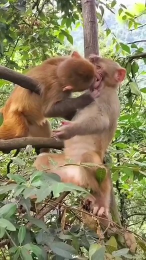 🐶🐱😺🐼🐵#shorts #animals #tiktok #fyp #viral #Wildlife#clips #cuteanimals #funnyanimals #funny