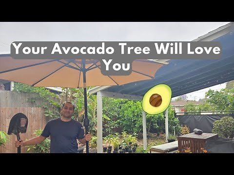 How To Keep Your Avocado Tree Alive in 2025... And Beyond!!