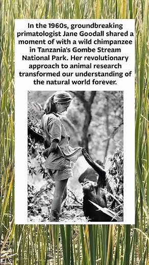 Jane Goodall's Revolutionary Connection in Gombe Park! 🐒