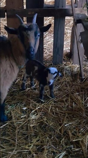 Day 1, baby goat. Name ideas? #tkranch22 #ranchlife #babygoats