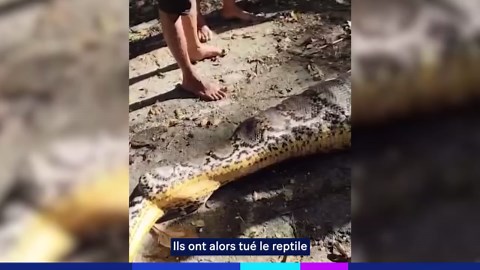 Un grand-père dévoré par un python réticulé