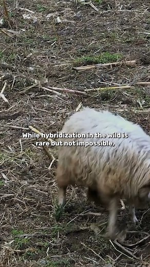 Why does hybridization in animals happen? | IFLScience