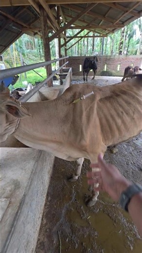 Penyuntikan kalsium pada sapi kurus malnutrisi