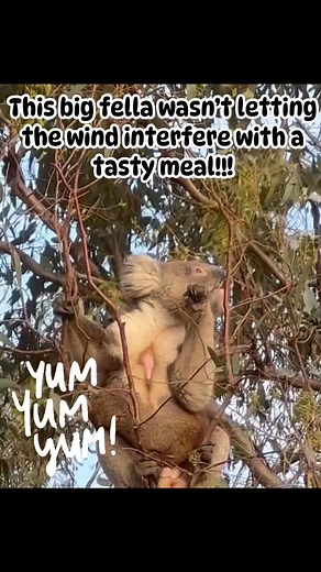 Yummy yummy gum leaves!!! | Murray River Koala Sightings