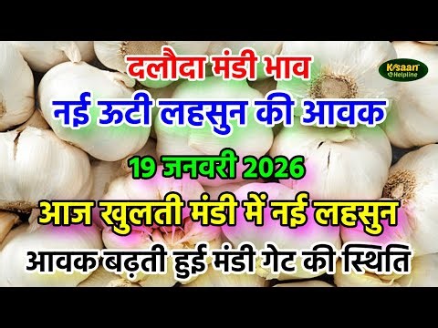 19 जनवरी 2026 दलौदा मंडी भाव | नई ऊटी लहसुन की जबरदस्त आवक | Nai Ooty Lahsun
