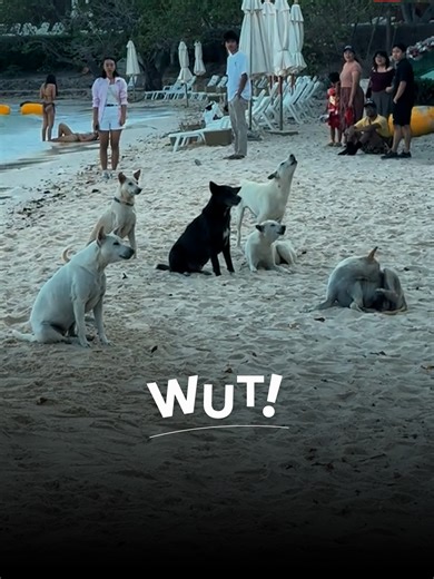 โชว์พลังแก๊งสี่ขา ร่วมประสานเสียงร้องเพลงชาติ! . ชาวเน็ตแห่เอ็นดูแก๊งสี่ขาที่ร่วมหอนคลอไปตามเสียงบรรเลงเพลงชาติท่ามกลางนักท่องเที่ยวในบริเวณนั้นที่ต่างยืนตรงและมองพวกมันด้วยความสงสัย แน่นอนว่าน้อง ๆ คงไม่ได้กำลังร้องเพลงชาติอยู่จริง ๆ เพียงแค่หอนโต้ตอบคลื่นเสียงที่มันได้ยินไปตามสัญชาตญาณเท่านั้น แต่ก็มีหลายคนสังเกตว่าในช่วงท้ายมีน้องตัวสีดำที่ร้องประสานเสียงท่อนจบได้อย่างพอดิบพอดี . Four-Legged Gang Shows Its Power, Howling Along to the National Anthem! . Netizens couldn’t help but adore a group