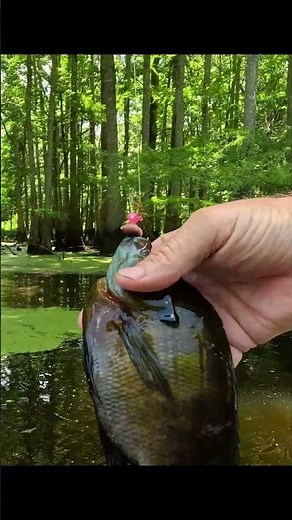 Another Good One in the Swamp #fishing #bluegill #swamp