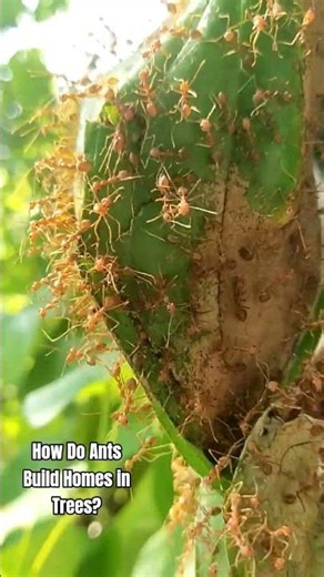 How Do Ants Build Homes in Trees?