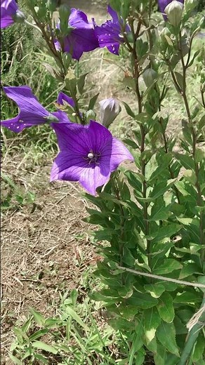 キキョウ開花