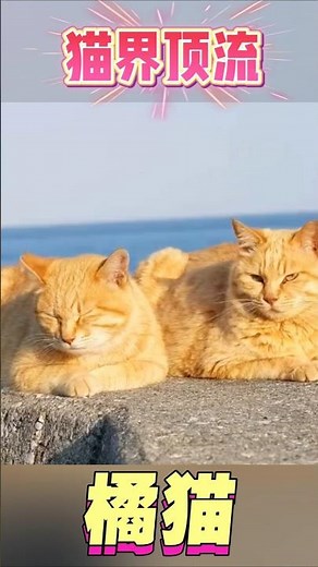 In-depth understanding of the top cat breed: The real reason why 90% of orange tabby cats are mal...
