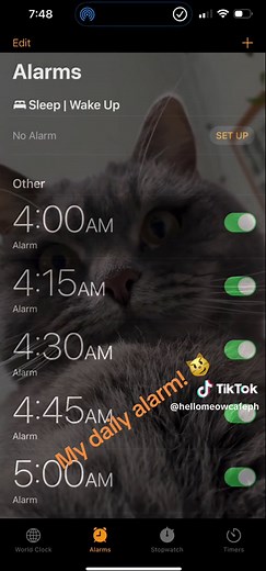 Best alarm clock! 😸⏰☀️ #catsoftiktok #cat #catcafe #catmeme #meow #cats