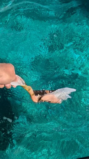 Tag that one mate who still couldn’t catch a fish here 😆 @strick.and.fran The shot at the end must be how it feels to be a baitfish 🐟 | Back 2 Basics Adventures