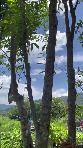 1.5M views · 4.2K reactions | This high-quality cultivation of Kynam Agarwood tree, capable of reaching sinking grade, is quite rare.#agarwood #Agarwoodtree #Kynam #Kynam #KynamAgarwood #Qinan #奇楠沉香 | Miki Lee | Facebook