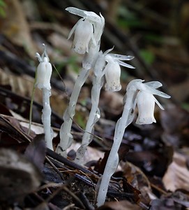 Nature: Rarely sighted ghost-pipe one of summer's most interesting wildflowers